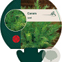 Carum carvi GM P9