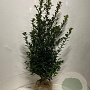 Ilex meserv. Blue Maid 100-125 cm met kluit