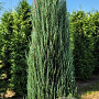 Juniperus s. 'Blue Arrow' 200-225 cm draadkluit extra