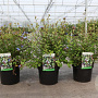 Ceratostigma willmottianum 30-40 cm 3,5L