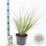 Chlorophytum saunders. 'Starlight' 40-45 cm 5,0L