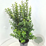 Ligustrum oval. 'Green Diamond' 100-120 cm 15L