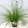 Cortaderia s. 'Pumila' 50-60 cm 20L