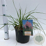Cortaderia s. 'Rosea' 60-80 cm 4,0L