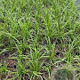 Cortaderia s. 'White Feather' GM 2,0L