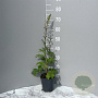 Delphinium (P) 'Magic F. Dark Blue' GM 2,0L