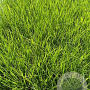 Deschampsia cesp. 'Bronzeschleier' GM 2,0L