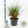 Deschampsia cesp. 'Goldtau' 40-60 cm 6,5L