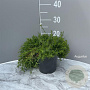 Dianthus delt. 'Albiflorus' GM 2,0L