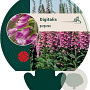 Digitalis purpurea GM P9
