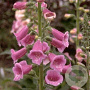 Digitalis purpurea GM P9