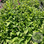 Digitalis purp. 'Gloxiniiflora' GM 2,0L