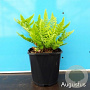 Dryopteris cristata GM 2,0L
