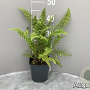 Dryopteris f.-m. 'Barnesii' GM 2,0L