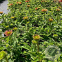 Echinacea Sombrero Adobe Orange GM 2,0L