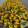 Echinacea Sunseekers Yellow GM 2,0L