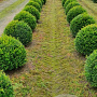 Taxus baccata 50 cm draadkluit bol