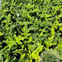 Echinops bannaticus 'Blue Glow' GM 2,0L