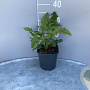 Echinops bannaticus 'Star Frost' GM 2,0L
