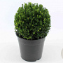 Taxus media 'Groenland' 25 cm 6L bol