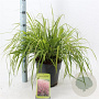 Eragrostis spectabilis 40-60 cm 6,5L