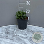 Erigeron gl. 'Sea Breeze' GM 2,0L