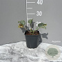 Eryngium maritimum GM 2,0L