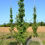 Zelkova serrata 'Sartori' 6-8 HO draadkluit