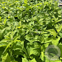 Eupatorium purpureum GM 2,0L