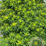Euphorbia polychroma 'Senior' GM 2,0L