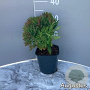 Euphorbia martini GM 2,0L