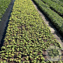 Geranium 'Ann Folkard' GM 2,0L