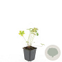 Geranium 'Johnson's Blue' GM P9