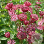 Astrantia maj. 'Claret' GM P9