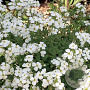 Aubrieta d. 'Alba' GM P9