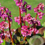 Bergenia 'Bressingham Ruby' GM P9
