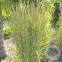 Calamagrostis acut. 'Eldorado' GM P9