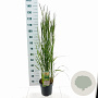 Calamagrostis acut. 'Karl Foerster' 60-80 cm 6,5L