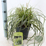 Carex Feather Falls 25-30 cm 3,0L