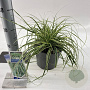 Carex oshim. Evercolor Evercream 20-25 cm 2,0L