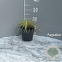 Carex oshim. 'Evergold' GM 2,0L