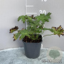 Geranium palustre GM 2,0L