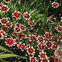Coreopsis 'Ruby Frost' GM P9