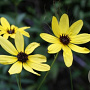 Coreopsis tripteris GM P9