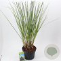 Cortaderia selloana 60-80 cm 12L