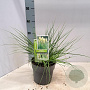 Cortaderia s. Tiny Pampa 60 cm 2,0L