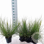 Cortaderia s. Tiny Pampa 60 cm 3,0L