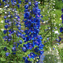 Delphinium 'Jubelruf' GM  P11