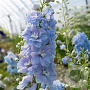 Delphinium (P) 'D. Blue White Bee' GM P9