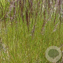 Deschampsia cesp. 'Waldschratt' GM P9